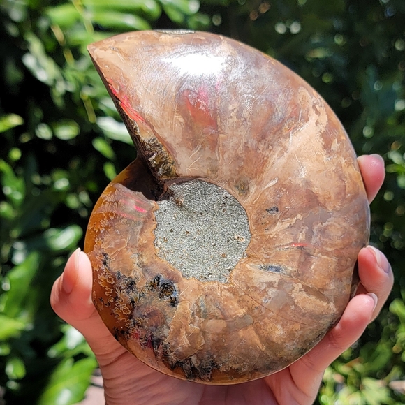 NEW 4.75" x 5.75" MADAGASCAR AGATIZED AMMONITE FOSSIL - Picture 16 of 16